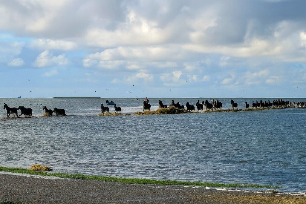 de paarden rennen de vrijheid tegemoet