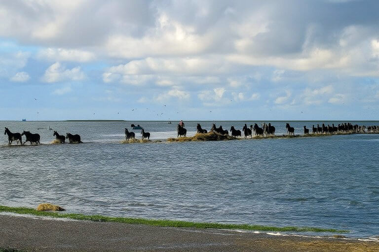 Wandelroute herdenkt redding dobbepaarden Marrum