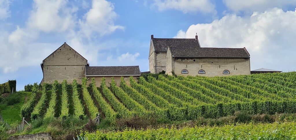 wandelen langs wijngaarden