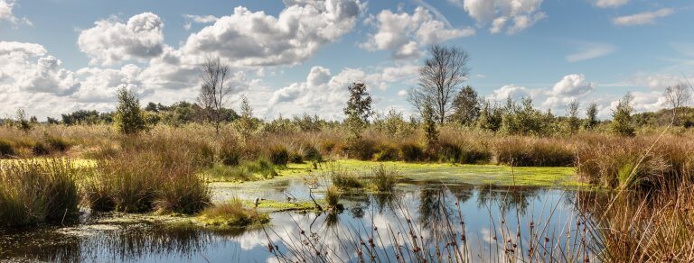 Boswandelen in het Drents-Friese Wold