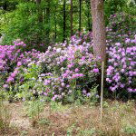 Landgoed Gorp & Roovert